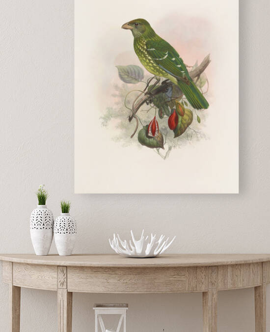 Ailuraedus crassirostris 1873 by IStockHistory com