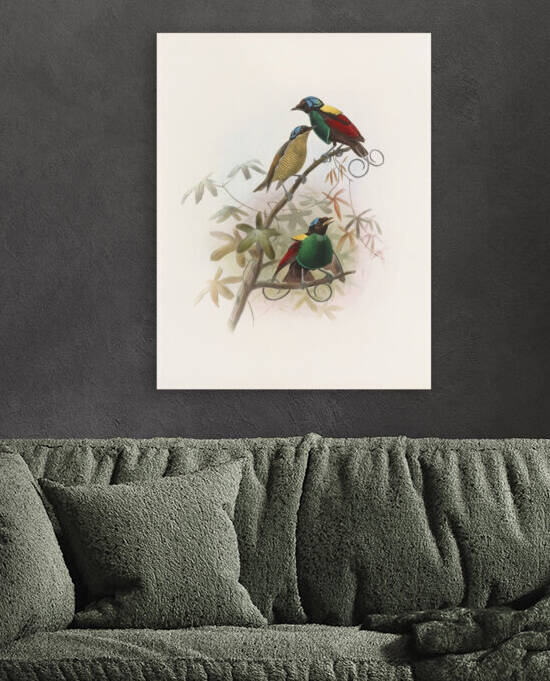 Diphyllodes respublica 1873 by IStockHistory com