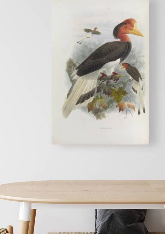 Rhinoplax vigil 1882 by IStockHistory com