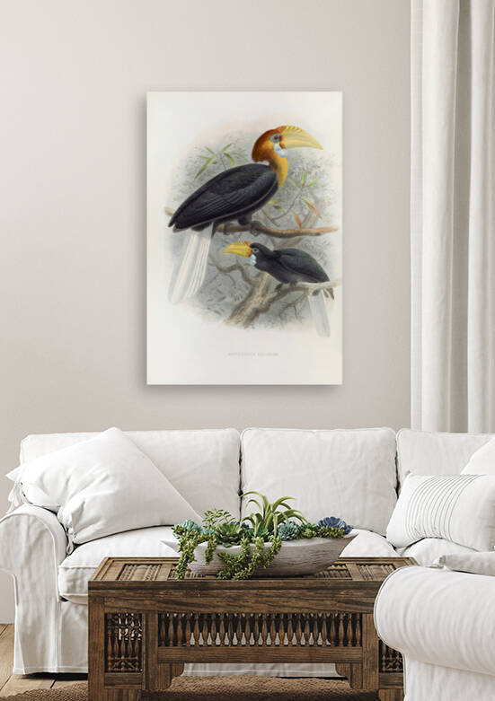 Rhytidoceros narcondami 1882 by IStockHistory com