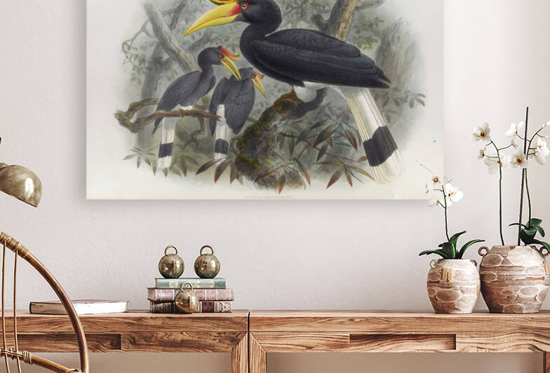 Buceros rhinoceros 1882 by IStockHistory com