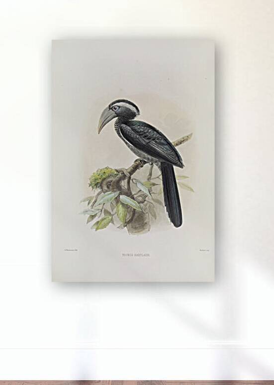 Tockus hartlaubi 1882 by IStockHistory com