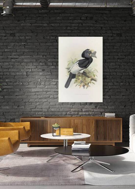 Bycanistes subquadratus 1882 by IStockHistory com