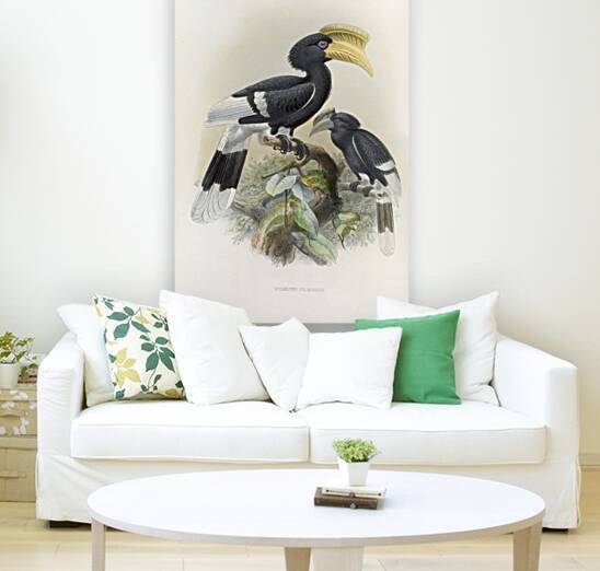 Bycanistes cylindricus 1882 by IStockHistory com