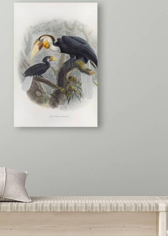 Rhytidoceros undulatus 1882 by IStockHistory com