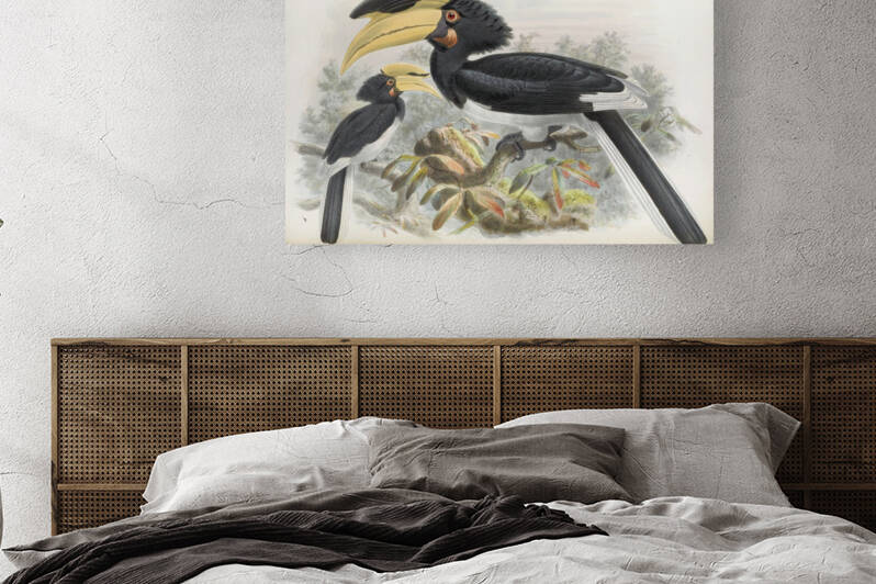 Anthracoceros coronatus 1882 by IStockHistory com