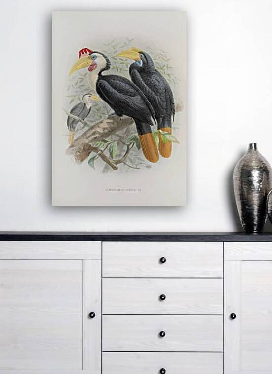 Cranorrhinus corrugatus 1882 by IStockHistory com