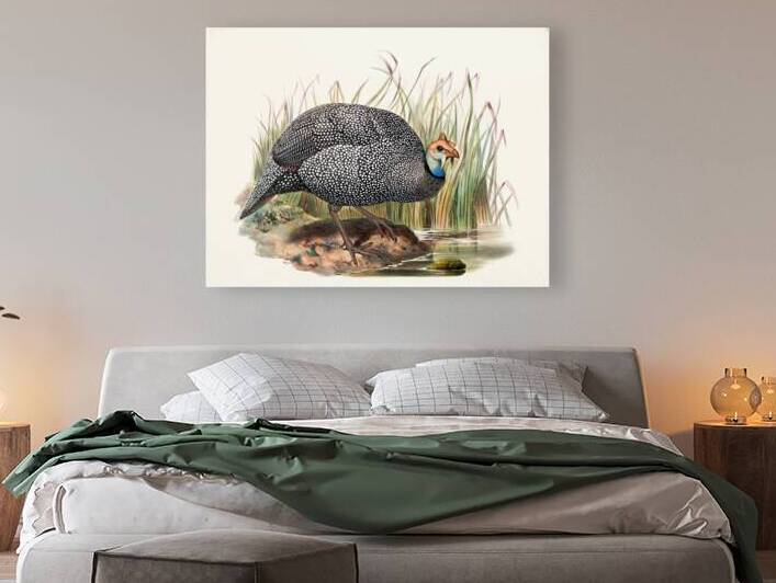 Numida mitrata. 1872 by IStockHistory com