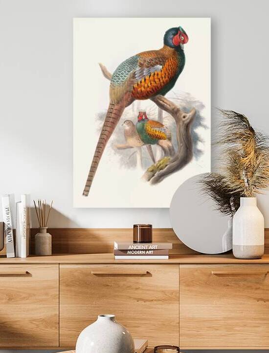 Phasianus elegans. 1872 by IStockHistory com