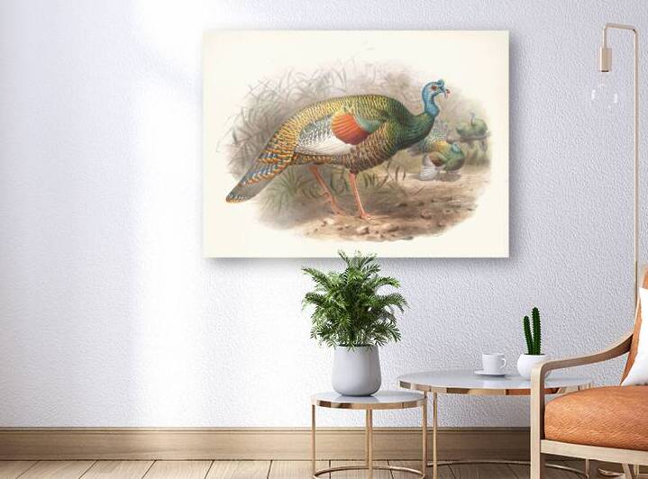 Meleagris ocellata. 1872 by IStockHistory com