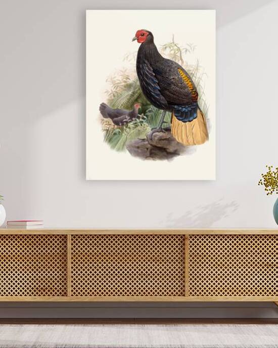 Euplocamus Pyronotus 1872 by IStockHistory com