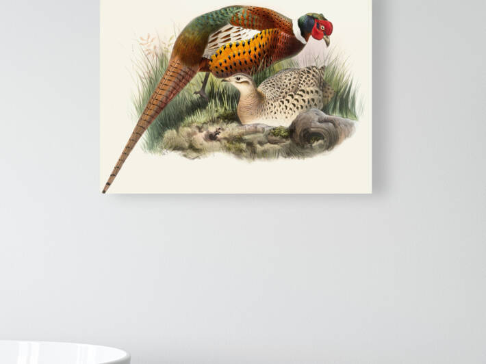 Phasianus mongolicus. 1872 by IStockHistory com