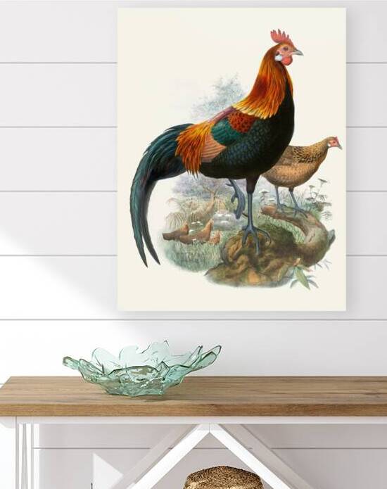 Gallus ferrugineus. 1872 by IStockHistory com