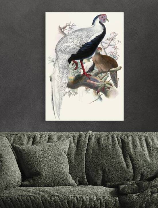 Euplocomus nycthemerus. 1872 by IStockHistory com