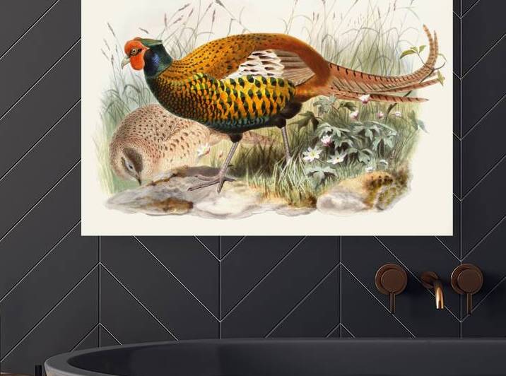 Phasianus insignis. 1872 by IStockHistory com