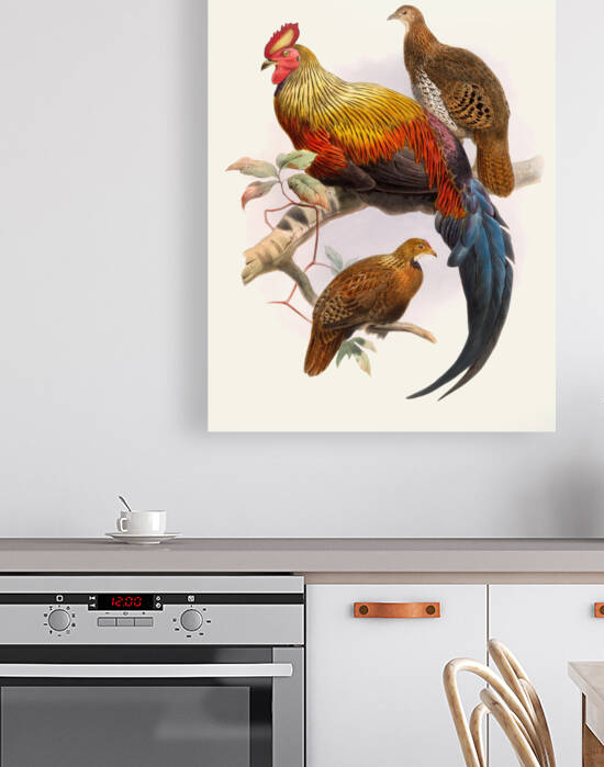 Gallus La-Fayettei. 1872 by IStockHistory com