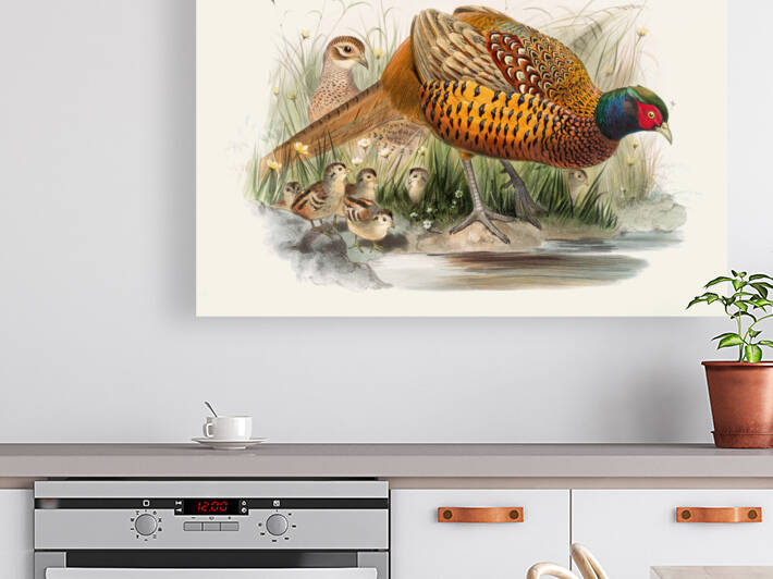 Phasianus colchicus. 1872 by IStockHistory com