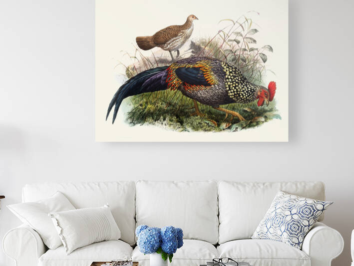 Gallus Sonneratii. 1872 by IStockHistory com