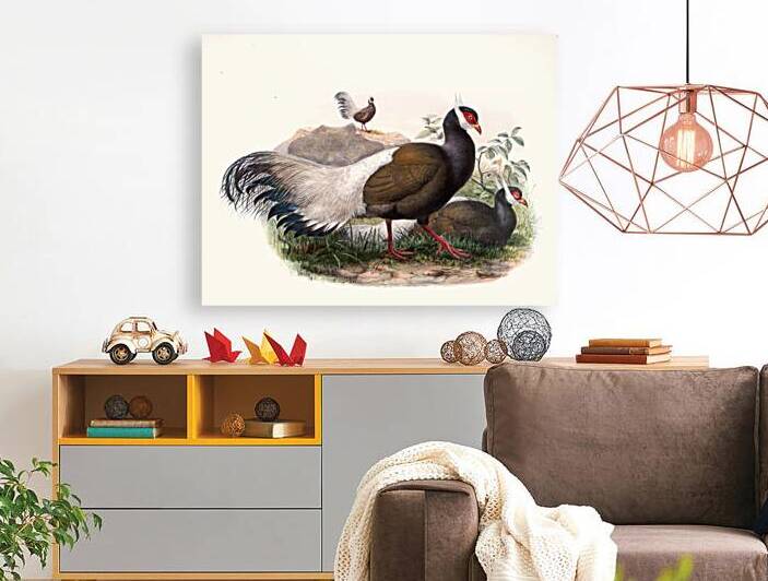 Crossoptilon mantchuricum. 1872 by IStockHistory com