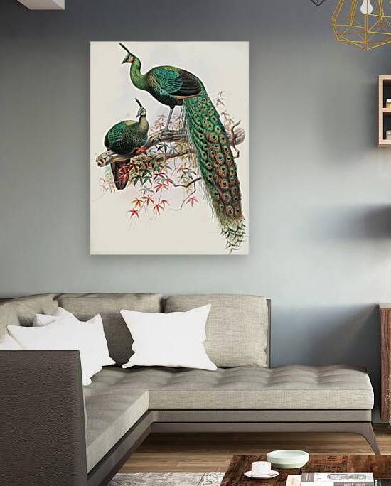 Pavo muticus. 1872 by IStockHistory com