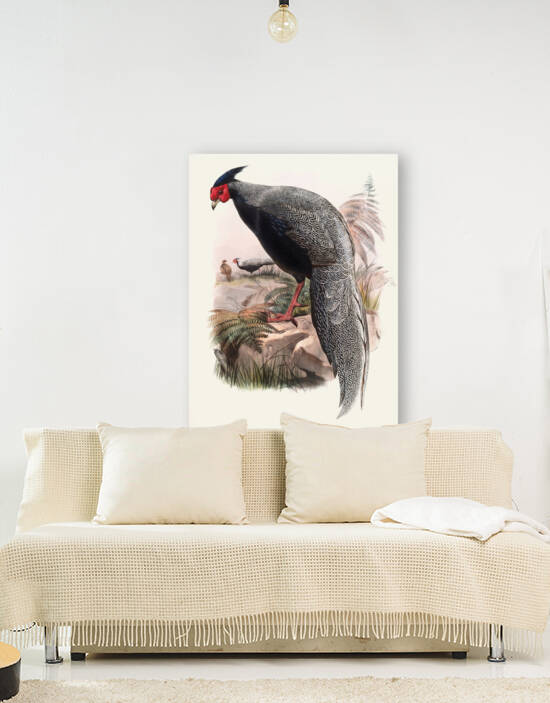 Euplocamus Andersoni. 1872 by IStockHistory com