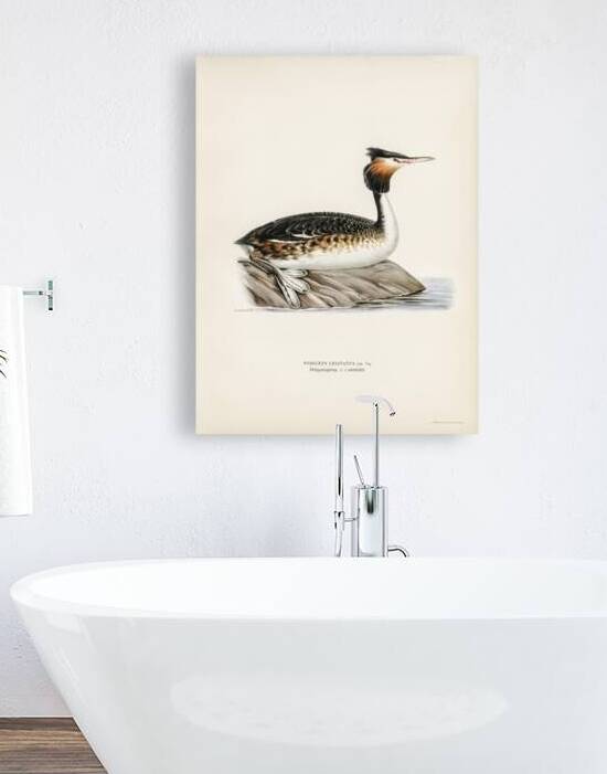 Podiceps cristatus by IStockHistory com