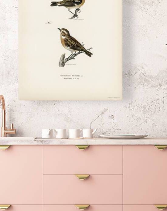 Whinchat 1♀ 2♂ Pratincola rubetra by IStockHistory com