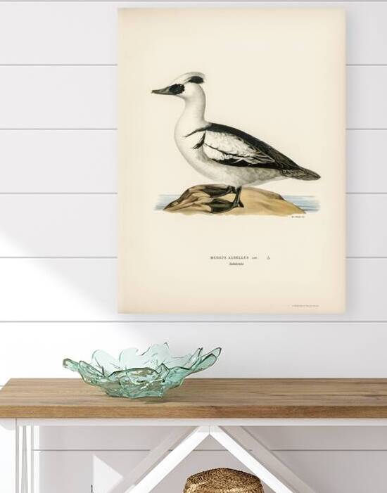 Mergellus albellus by IStockHistory com