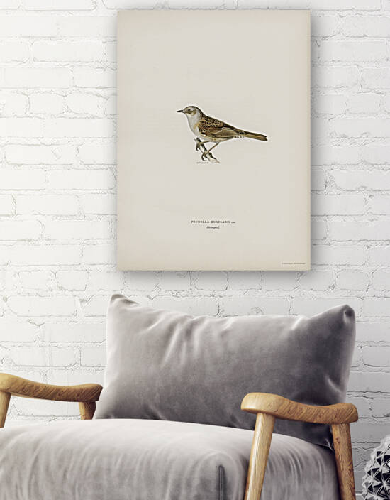 Prunella modularis by IStockHistory com