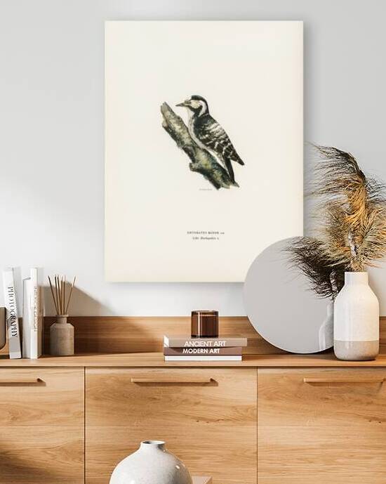 Dryobates minor by IStockHistory com