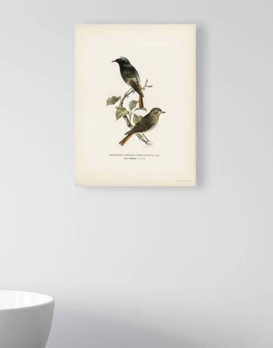 Aegithalus caudatus Long-tailed tit by IStockHistory com