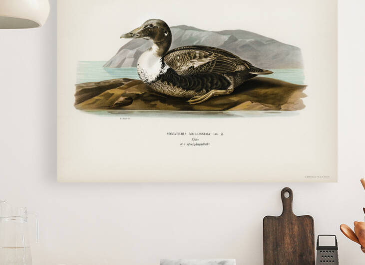 Eider Somateria mollissima by IStockHistory com