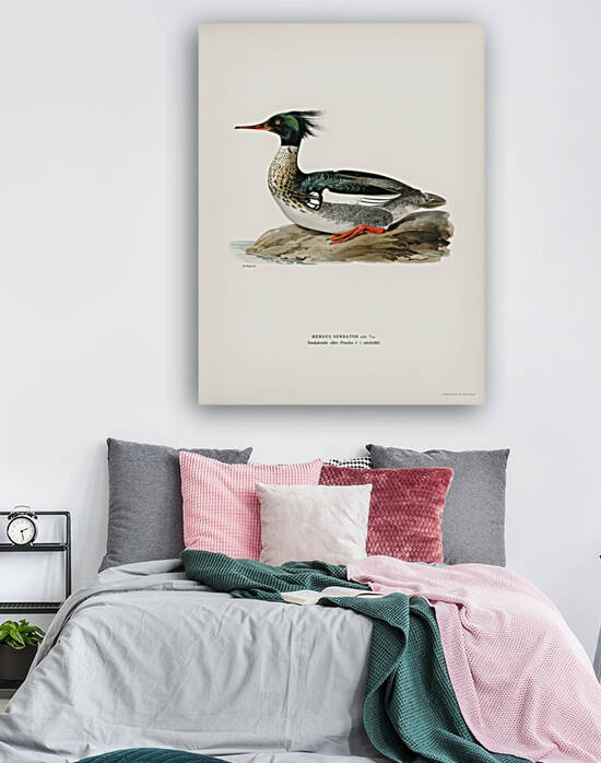 Mergus serrator by IStockHistory com