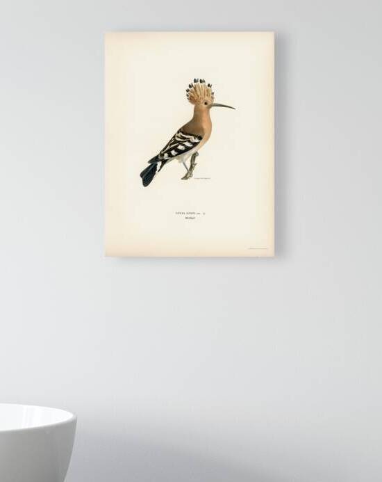 Upupa epops by IStockHistory com