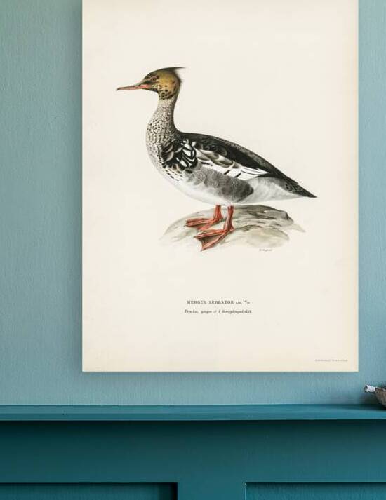 Mergus serrator by IStockHistory com