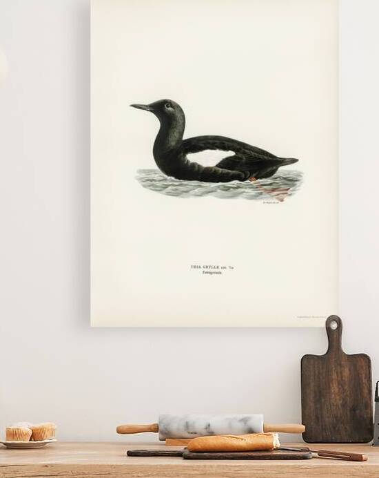 Black guillemot Uria Grylle by IStockHistory com
