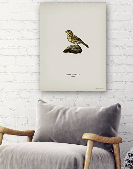 Corn bunting EMBERIZA CARLANDRA by IStockHistory com