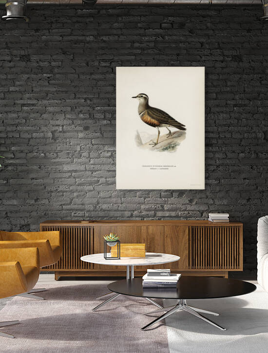 Eurasian dotterel ♂ Charadrius eudromias morinellus by IStockHistory com