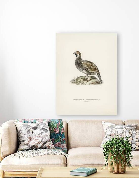 lyrurus tetrix tetrastes bonasia by IStockHistory com