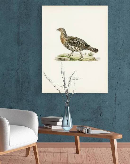 Western Capercaillie Tetrao Urogallus  by IStockHistory com