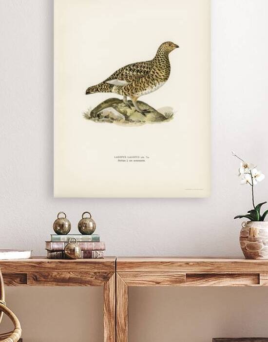 Water pipi ANTHUS SPINOLETTA RUPESTRIS by IStockHistory com