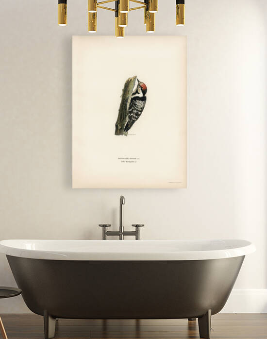 Lesser spotted woodpecker Dryobates minor by IStockHistory com