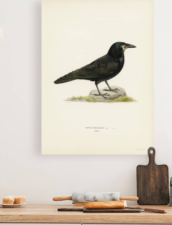 Rook Corvus Frugilegus by IStockHistory com