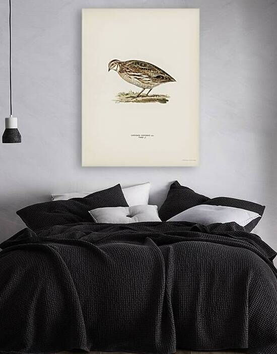 Common quail Coturnix coturnix by IStockHistory com