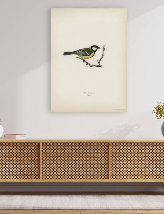 Talgoxe PARUS MAJOR LIN. by IStockHistory com