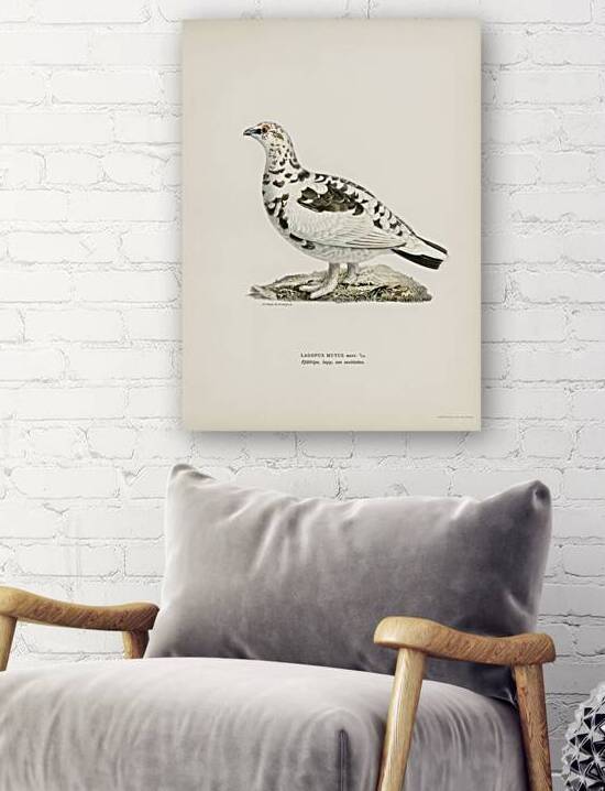 Rock ptarmigan Lagopus mutus by IStockHistory com