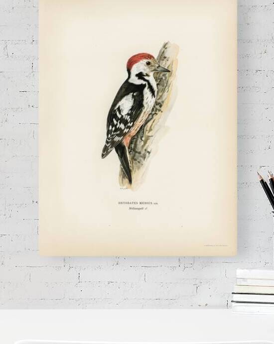 Dryobates medius by IStockHistory com