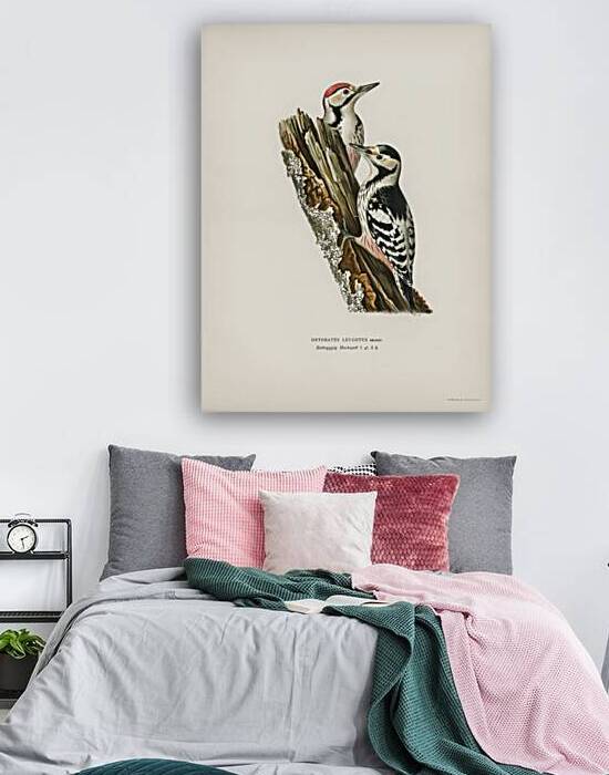 White-backed woodpecker 1♀  2♂ Dryobates leucotus by IStockHistory com