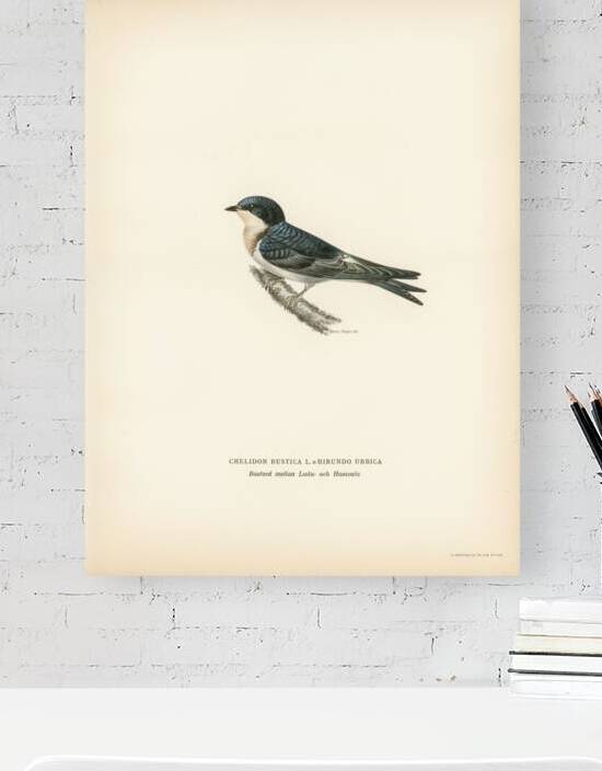 Hybrid between common house-martin and barn swallow Chelidon rustica L.xHirundo urbica by IStockHistory com