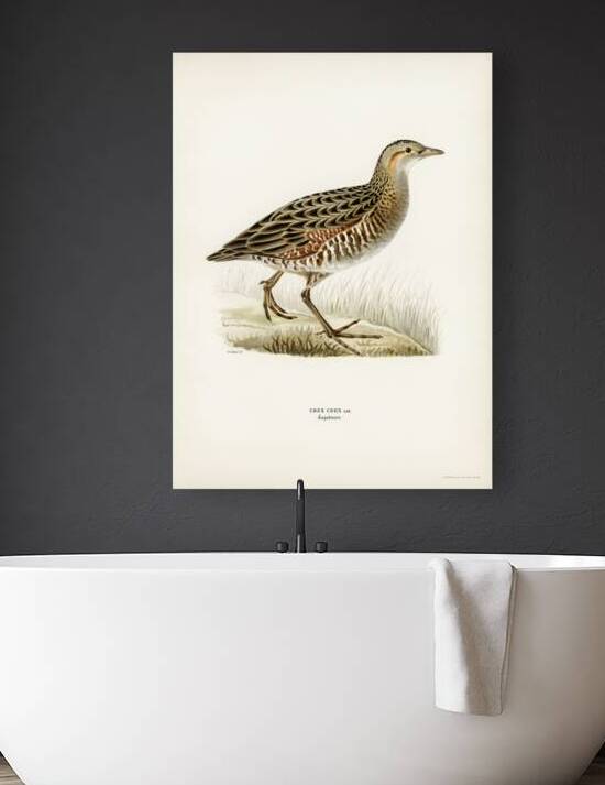 Common Buzzard BUTEO BUTEO by IStockHistory com